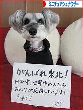にほんブログ村 犬ブログ ミニチュアシュナウザーへ