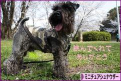 にほんブログ村 犬ブログ ミニチュアシュナウザーへ