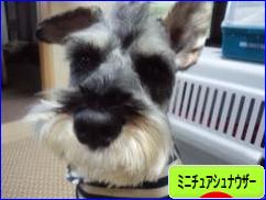 にほんブログ村 犬ブログ ミニチュアシュナウザーへ