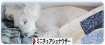 にほんブログ村 犬ブログ ミニチュアシュナウザーへ