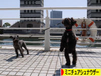 にほんブログ村 犬ブログ ミニチュアシュナウザーへ