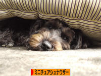 にほんブログ村 犬ブログ ミニチュアシュナウザーへ