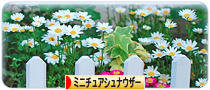 にほんブログ村 犬ブログ ミニチュアシュナウザーへ