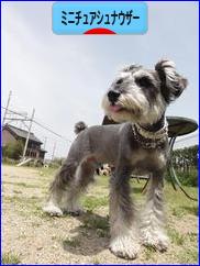 にほんブログ村 犬ブログ ミニチュアシュナウザーへ