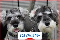 にほんブログ村 犬ブログ ミニチュアシュナウザーへ
