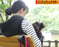 にほんブログ村 犬ブログ ミニチュアシュナウザーへ