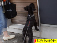 にほんブログ村 犬ブログ ミニチュアシュナウザーへ