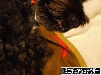 にほんブログ村 犬ブログ ミニチュアシュナウザーへ