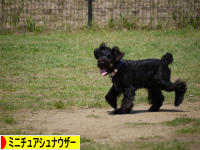 にほんブログ村 犬ブログ ミニチュアシュナウザーへ