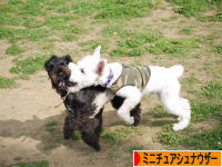 にほんブログ村 犬ブログ ミニチュアシュナウザーへ