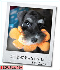 にほんブログ村 犬ブログ ミニチュアシュナウザーへ