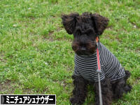 にほんブログ村 犬ブログ ミニチュアシュナウザーへ