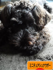 にほんブログ村 犬ブログ ミニチュアシュナウザーへ