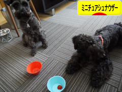 にほんブログ村 犬ブログ ミニチュアシュナウザーへ