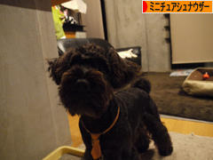 にほんブログ村 犬ブログ ミニチュアシュナウザーへ