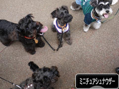 にほんブログ村 犬ブログ ミニチュアシュナウザーへ