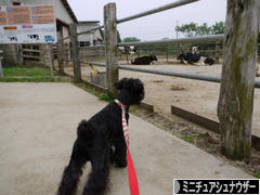 にほんブログ村 犬ブログ ミニチュアシュナウザーへ