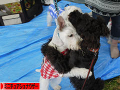 にほんブログ村 犬ブログ ミニチュアシュナウザーへ