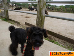 にほんブログ村 犬ブログ ミニチュアシュナウザーへ