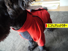 にほんブログ村 犬ブログ ミニチュアシュナウザーへ