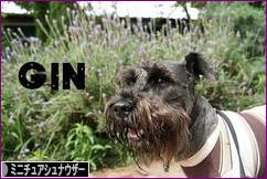 にほんブログ村 犬ブログ ミニチュアシュナウザーへ