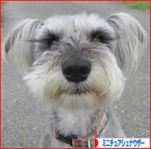 にほんブログ村 犬ブログ ミニチュアシュナウザーへ