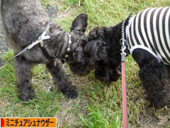 にほんブログ村 犬ブログ ミニチュアシュナウザーへ