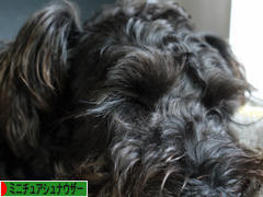 にほんブログ村 犬ブログ ミニチュアシュナウザーへ