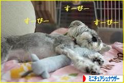にほんブログ村 犬ブログ ミニチュアシュナウザーへ