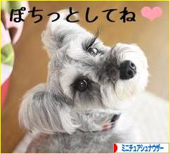 にほんブログ村 犬ブログ ミニチュアシュナウザーへ