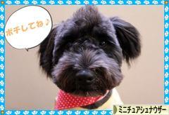 にほんブログ村 犬ブログ ミニチュアシュナウザーへ