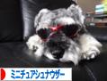 にほんブログ村 犬ブログ ミニチュアシュナウザーへ