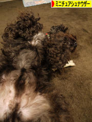 にほんブログ村 犬ブログ ミニチュアシュナウザーへ