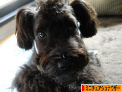 にほんブログ村 犬ブログ ミニチュアシュナウザーへ