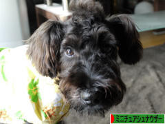 にほんブログ村 犬ブログ ミニチュアシュナウザーへ