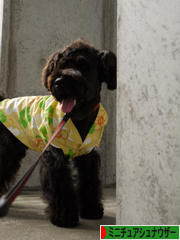 にほんブログ村 犬ブログ ミニチュアシュナウザーへ