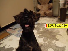 にほんブログ村 犬ブログ ミニチュアシュナウザーへ