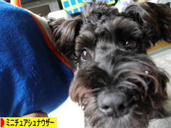 にほんブログ村 犬ブログ ミニチュアシュナウザーへ