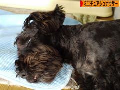 にほんブログ村 犬ブログ ミニチュアシュナウザーへ