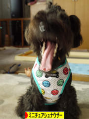 にほんブログ村 犬ブログ ミニチュアシュナウザーへ