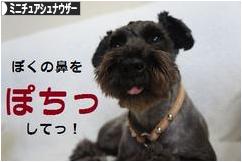 にほんブログ村 犬ブログ ミニチュアシュナウザーへ