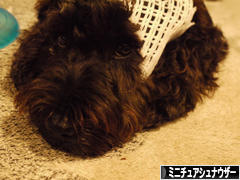 にほんブログ村 犬ブログ ミニチュアシュナウザーへ