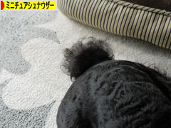 にほんブログ村 犬ブログ ミニチュアシュナウザーへ