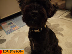 にほんブログ村 犬ブログ ミニチュアシュナウザーへ