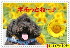 にほんブログ村 犬ブログ ミニチュアシュナウザーへ