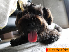 にほんブログ村 犬ブログ ミニチュアシュナウザーへ
