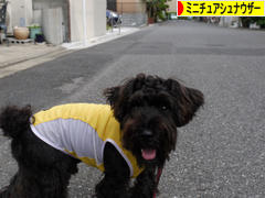 にほんブログ村 犬ブログ ミニチュアシュナウザーへ