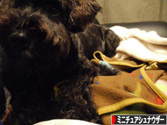 にほんブログ村 犬ブログ ミニチュアシュナウザーへ