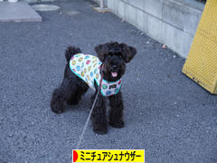にほんブログ村 犬ブログ ミニチュアシュナウザーへ