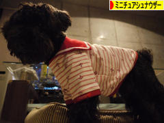 にほんブログ村 犬ブログ ミニチュアシュナウザーへ